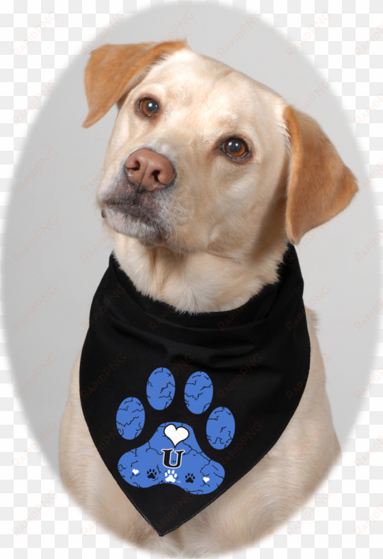 white and crackled blue skies on black bandana - companion dog