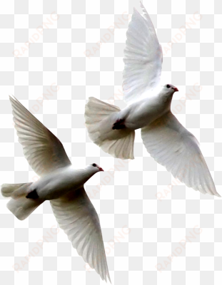 white birds flying png white - doves flying png