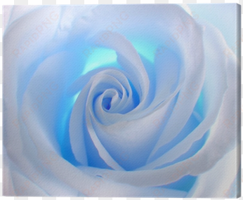 white blue rose flowers
