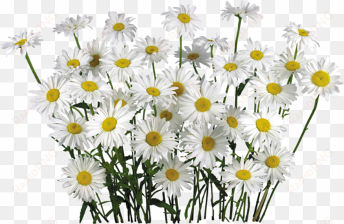 white camomile flower fifteen - camomile png flower