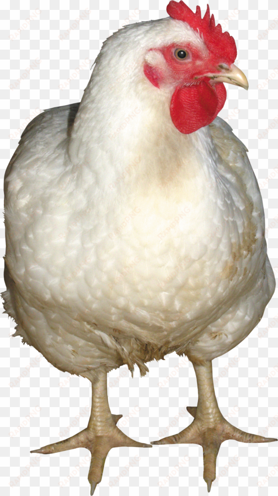 white chicken png image - chicken png