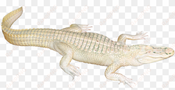 white crocodile png image - white crocodile png