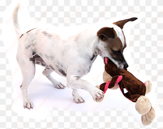 white dog bone png download - charming pet products 11-inch pulleez monkey plush