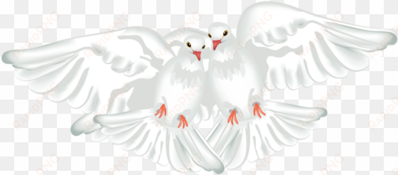 white doves transparent png clipart - portable network graphics