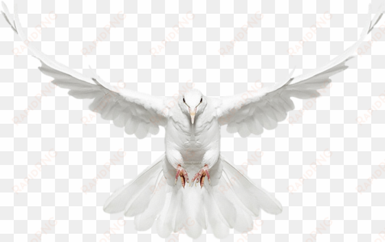 white doves with rings png - dove with wings spread