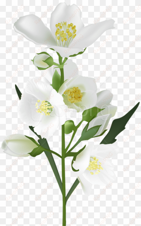 white flower png clip art image - jasmine flower jasmine png