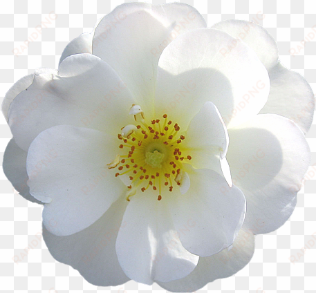 white flower png - white flower transparent background
