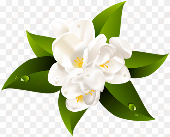 white flower transparent clip art image - clear background white flower png