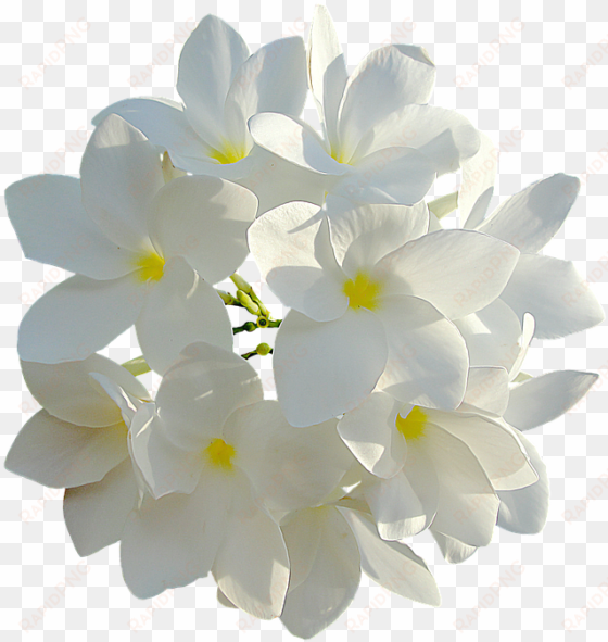 white flowers 849770 960 720 - white plumeria personalized bridesmaid tote, adult