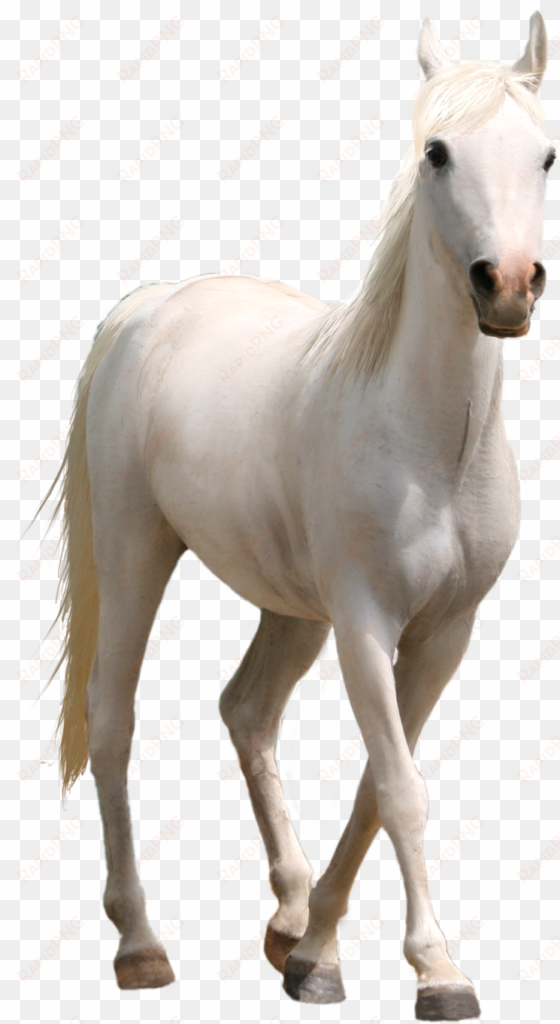 white horse png three transprent photo - horse png