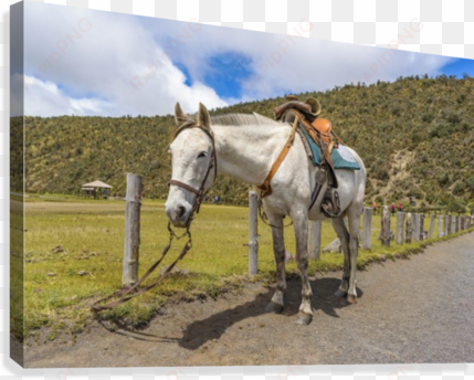 white horse tied up at cotopaxi national park ecuador - zazzle weißes pferd oben gebunden an nationalpark poster