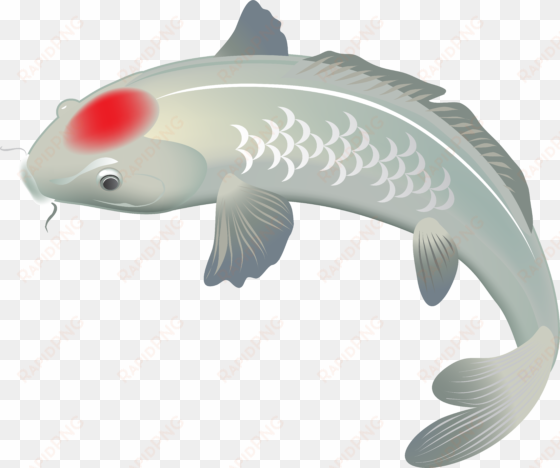 white koi fish png clip art image