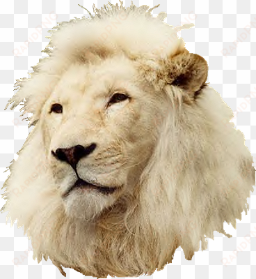 white-lionhead - masai lion