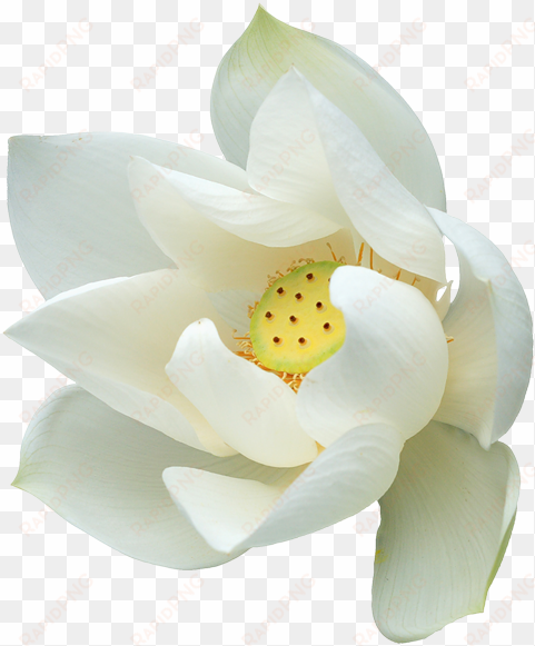 white lotus flower png