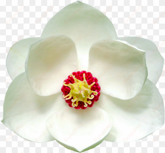 white magnolia by jeanicebartzen27 on deviantart picture - magnolia