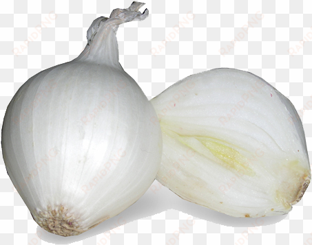 white onion png image - white onion