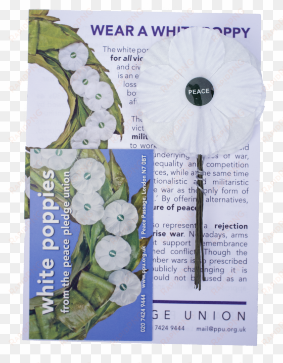 white poppies 5 pack - white poppy