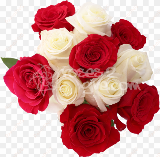 white - red combination - white and red rose flowers images png
