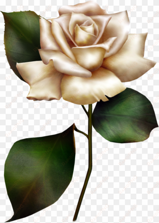 white rose clipart