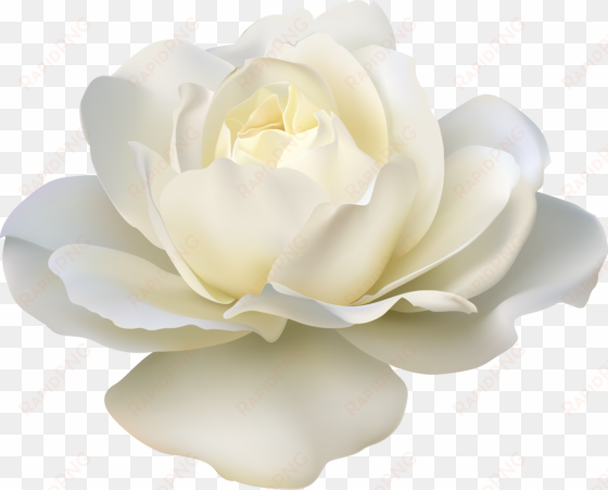 white rose png