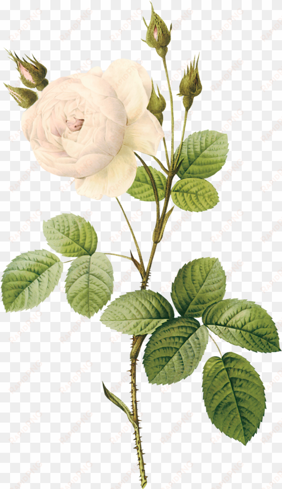 white rose png image, flower white rose png picture - white flower illustration png