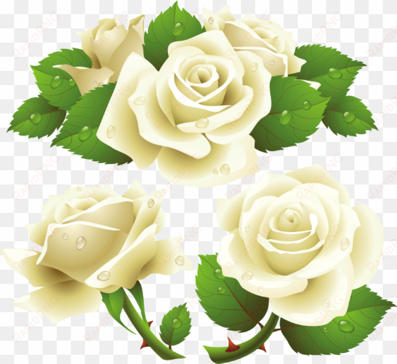 white rose png image, flower white rose png picture - white rose vector free