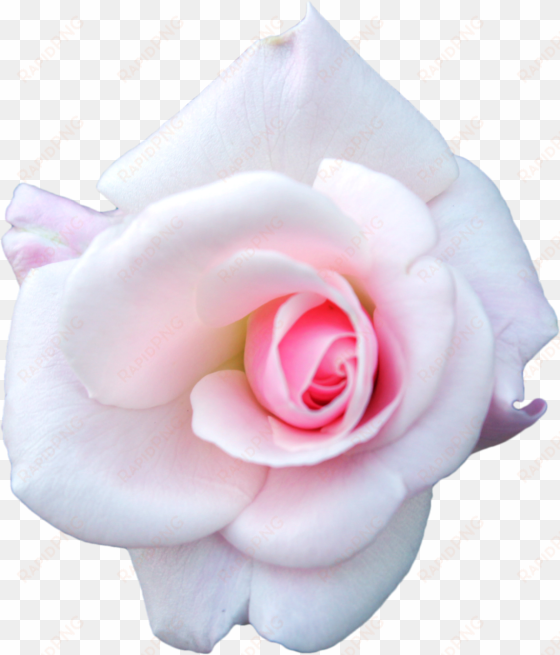 white rose png image - pink and white rose png
