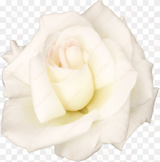 white rose png transparent image - white roses png
