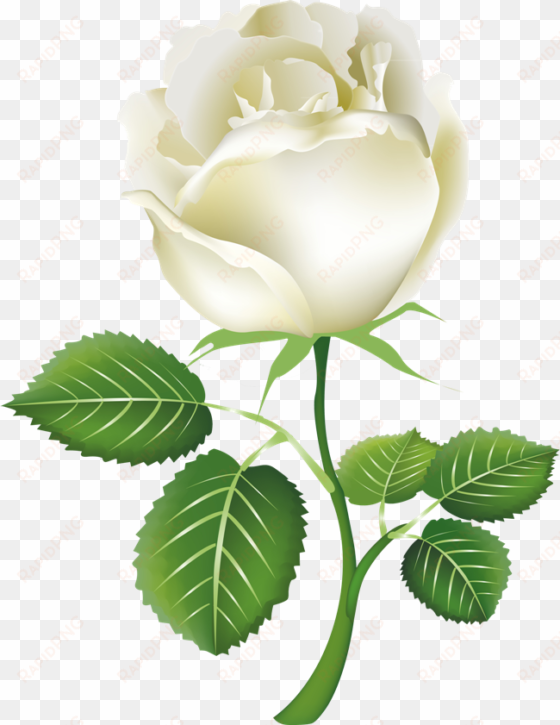 white roses png image - white rose png