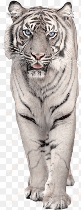 white snow tiger png