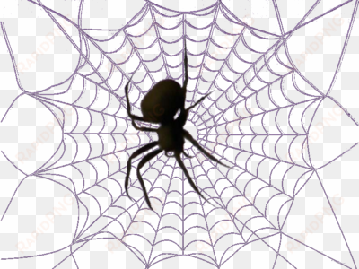 white spider web png download - teia de aranha png