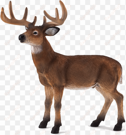 white tailed deer buck - animal planet: white tailed deer stag
