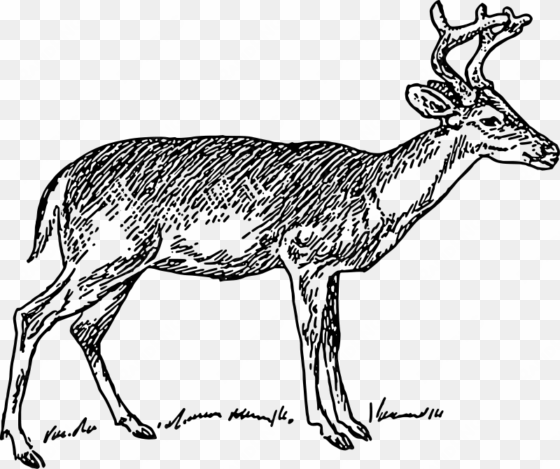 white tailed deer clipart whitetail deer - deer clip art black and white