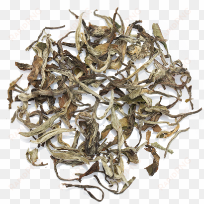 white tea leaves chaisafari - tea