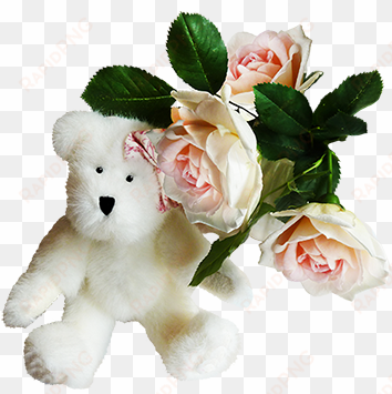 white teddy bear with rose - alles gute zum geburtstagkarte teddybär und rosa postkarte