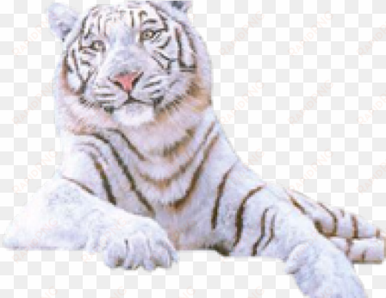 white tiger png transparent images - gif