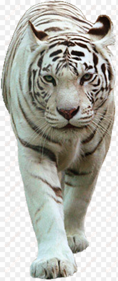 white tiger png - white tiger images png