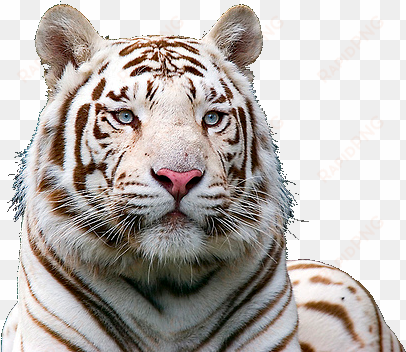 white tiger, v - white tiger with blue eyes background
