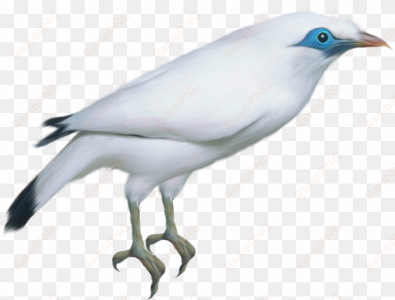 white twitter bird png download - bird