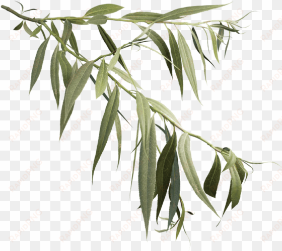 white willow - weeping willow branch