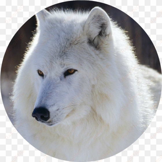 white-wolf - snow white wolf with blue eyes