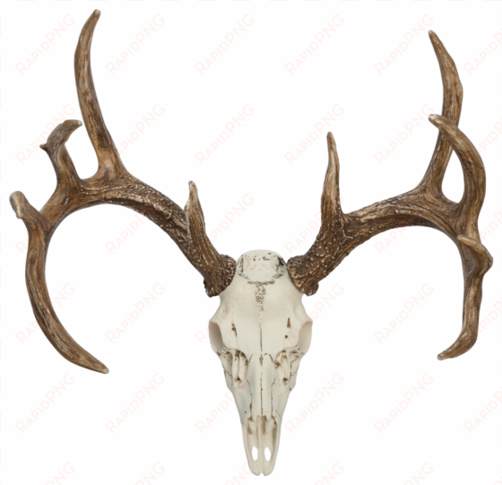 Whitetail Deer European Mounts - Deer transparent png image
