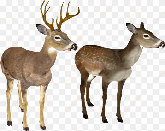 whitetail deer head png - imágenes de venados png