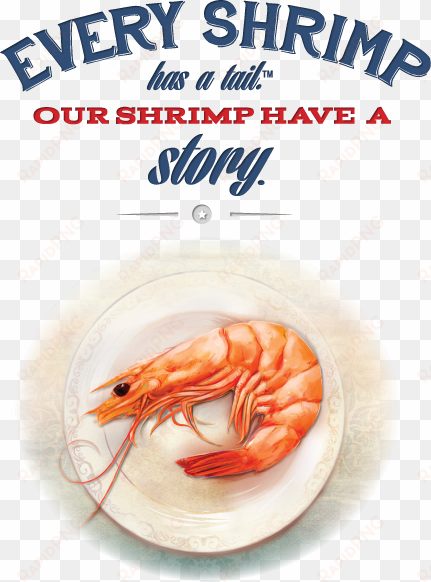 why american shrimp - american shrimp