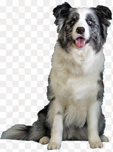 why choose a blue merle border collie to be the star - dog border collie png