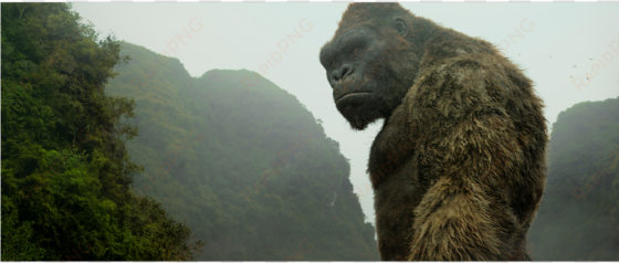 why vietnam was the perfect location for kong - king kong kong skull island