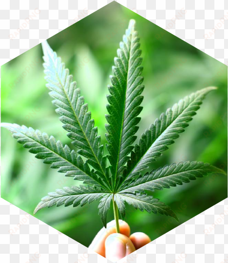 why would hemp be grown for cannabidiol (cbd) - real cannabis leaf