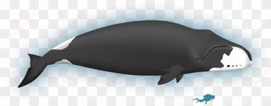 wiki - bowhead whale - bowhead whale lifespan