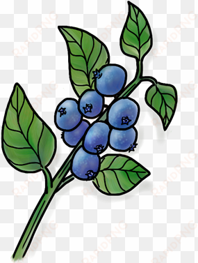 wild blueberry - portable network graphics
