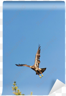 wild immature bald eagle takeoff wall mural • pixers® - osprey